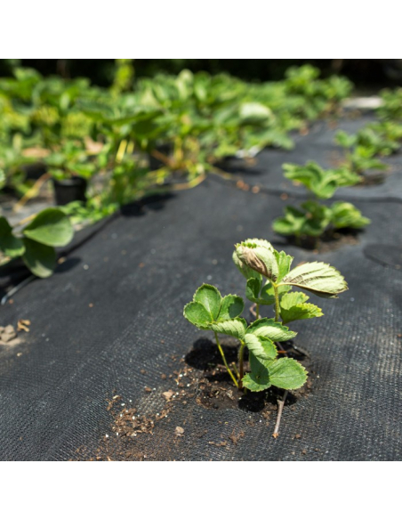 Čierna mulčovacia agrotextília 90 g 1,6x10 m