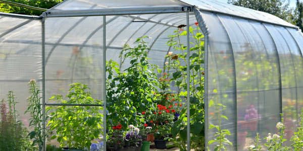 Záhradný fóliovník: Tajomstvo bohatej úrody po celý rok